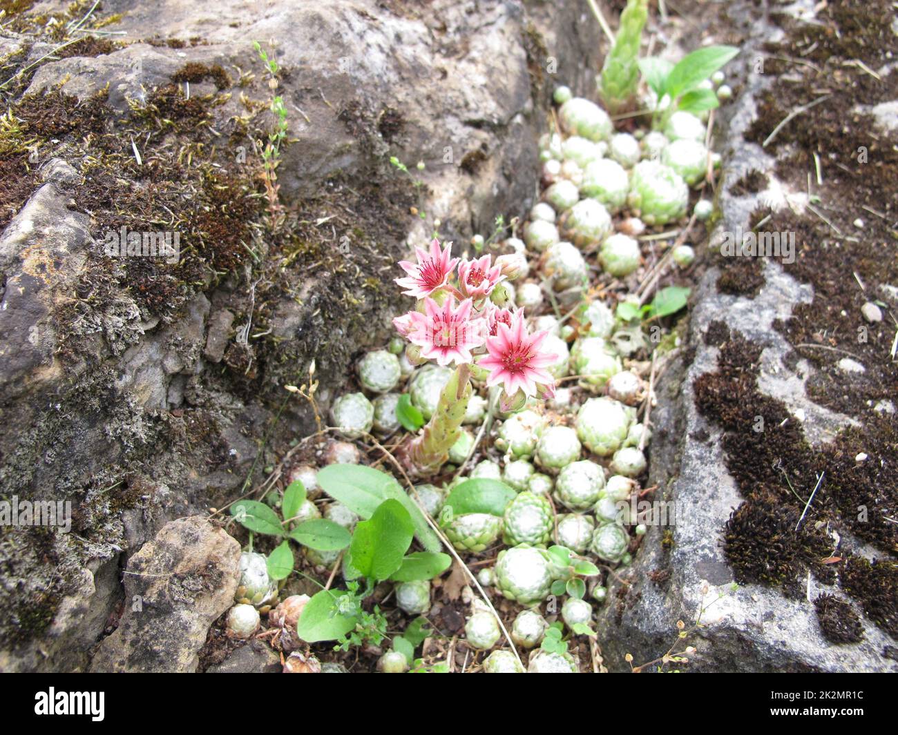 Cobweb house-leek with pink flowers in a rock garden, Sempervivum ...