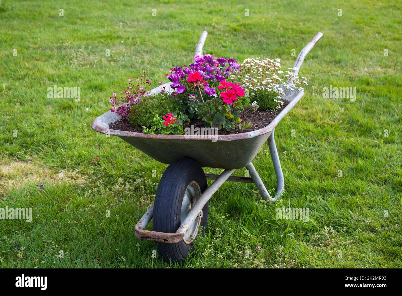 Wheelbarrow flowers hires stock photography and images Alamy