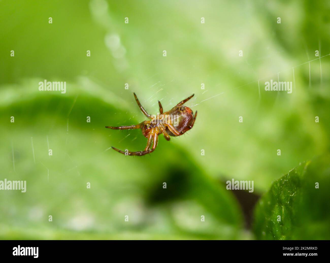 Brown wolf spider hi-res stock photography and images - Alamy