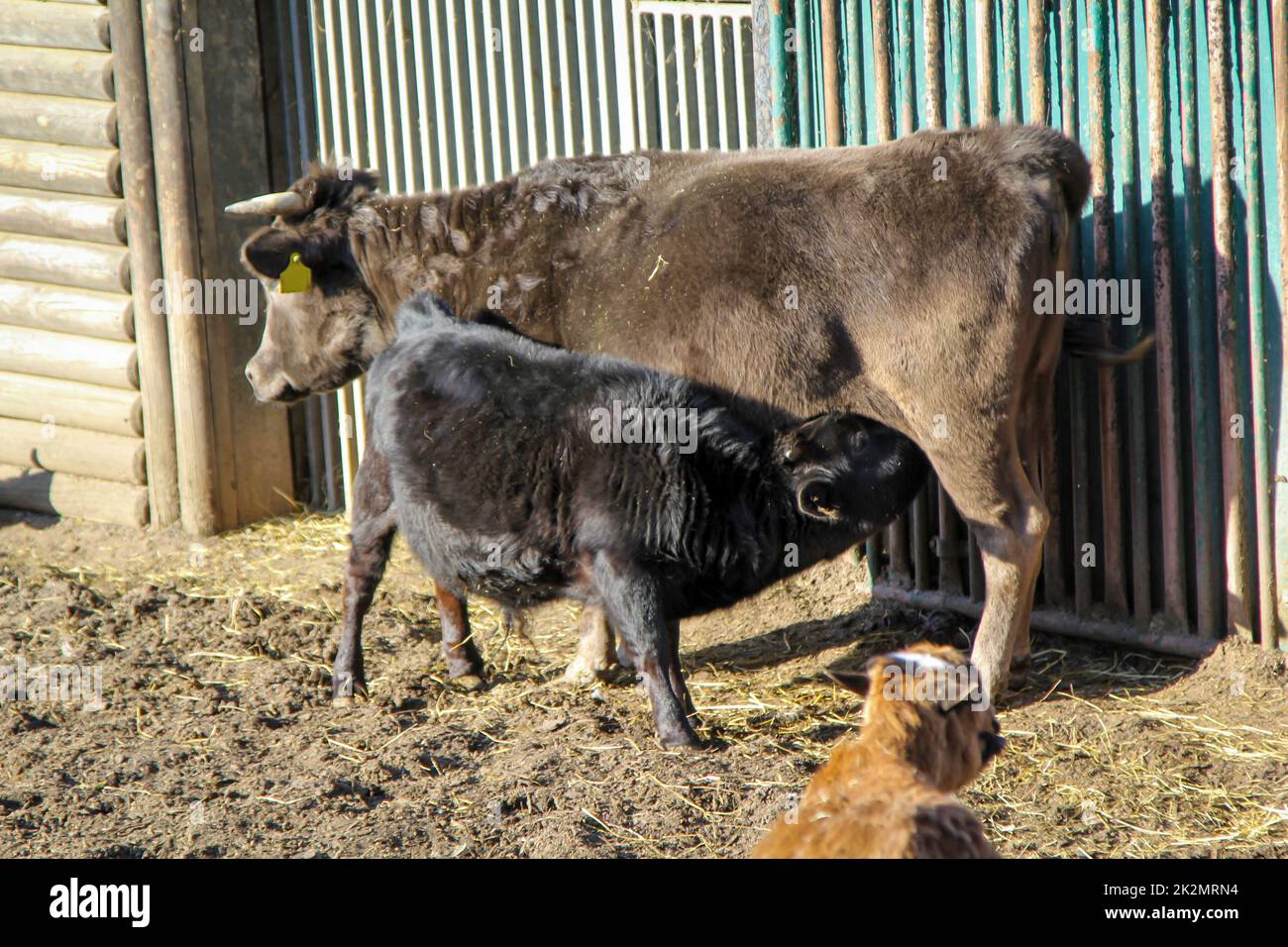 On a farm, a cow is suckling her calf Stock Photo - Alamy
