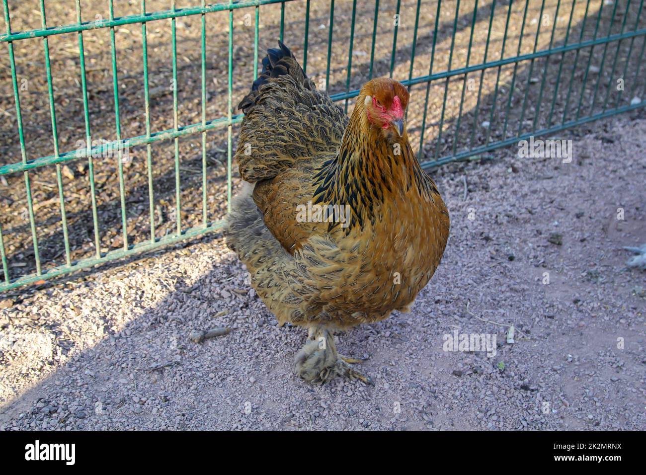 Portrait of a chicken, rooster on the farm. Stock Photo