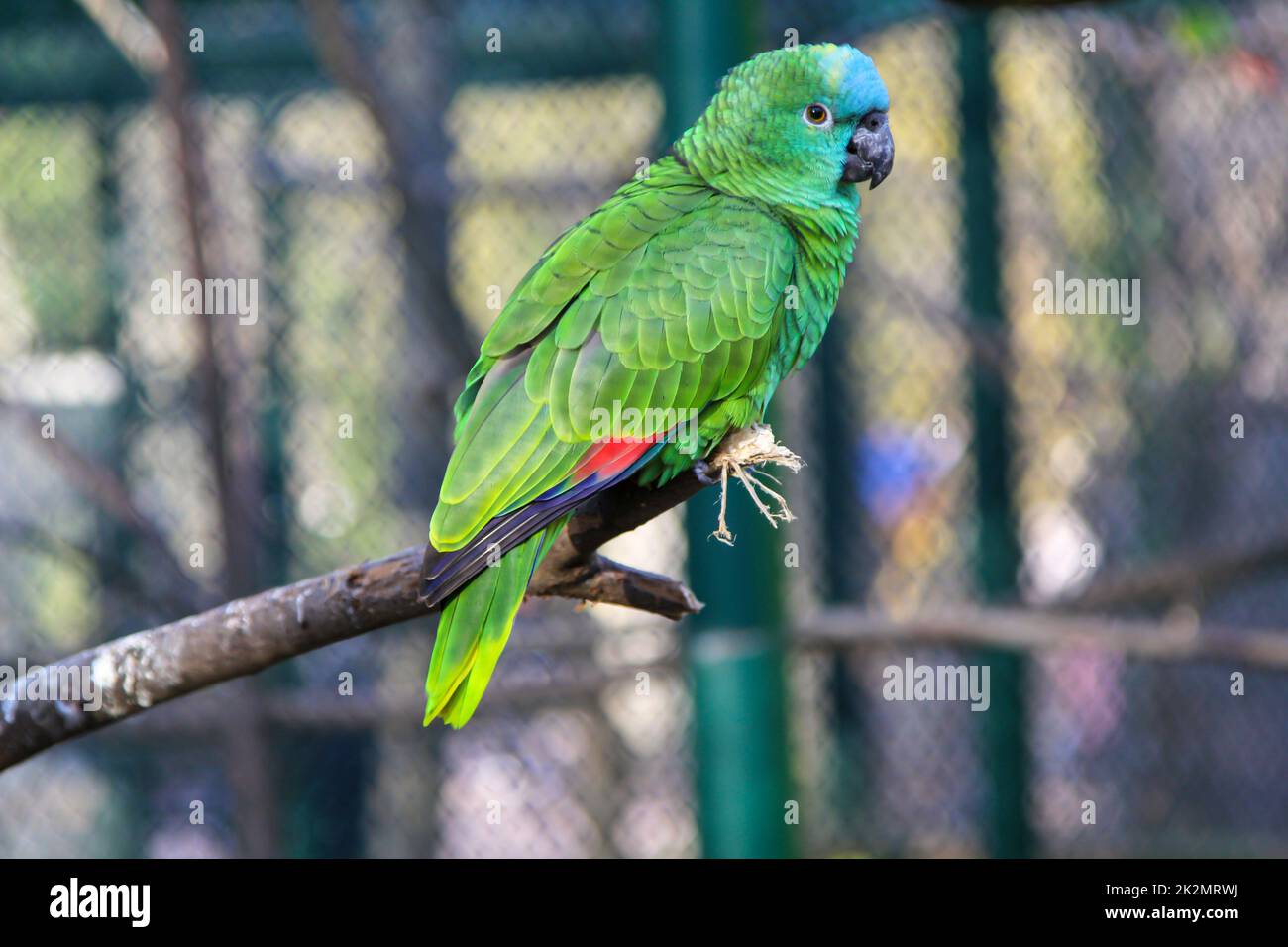 Parrot in an aviary. Parrot birds with beautiful plumage. Stock Photo