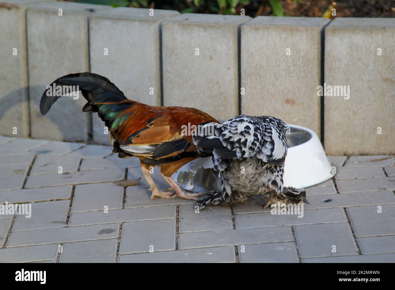 Portrait of a chicken, rooster on the farm. Stock Photo