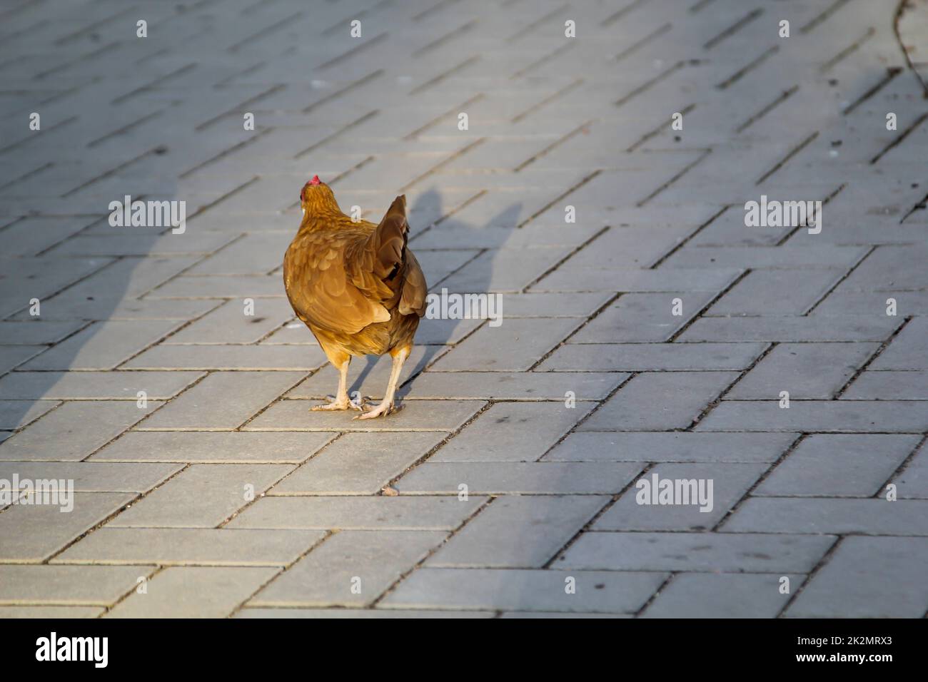 Portrait of a chicken, rooster on the farm. Stock Photo