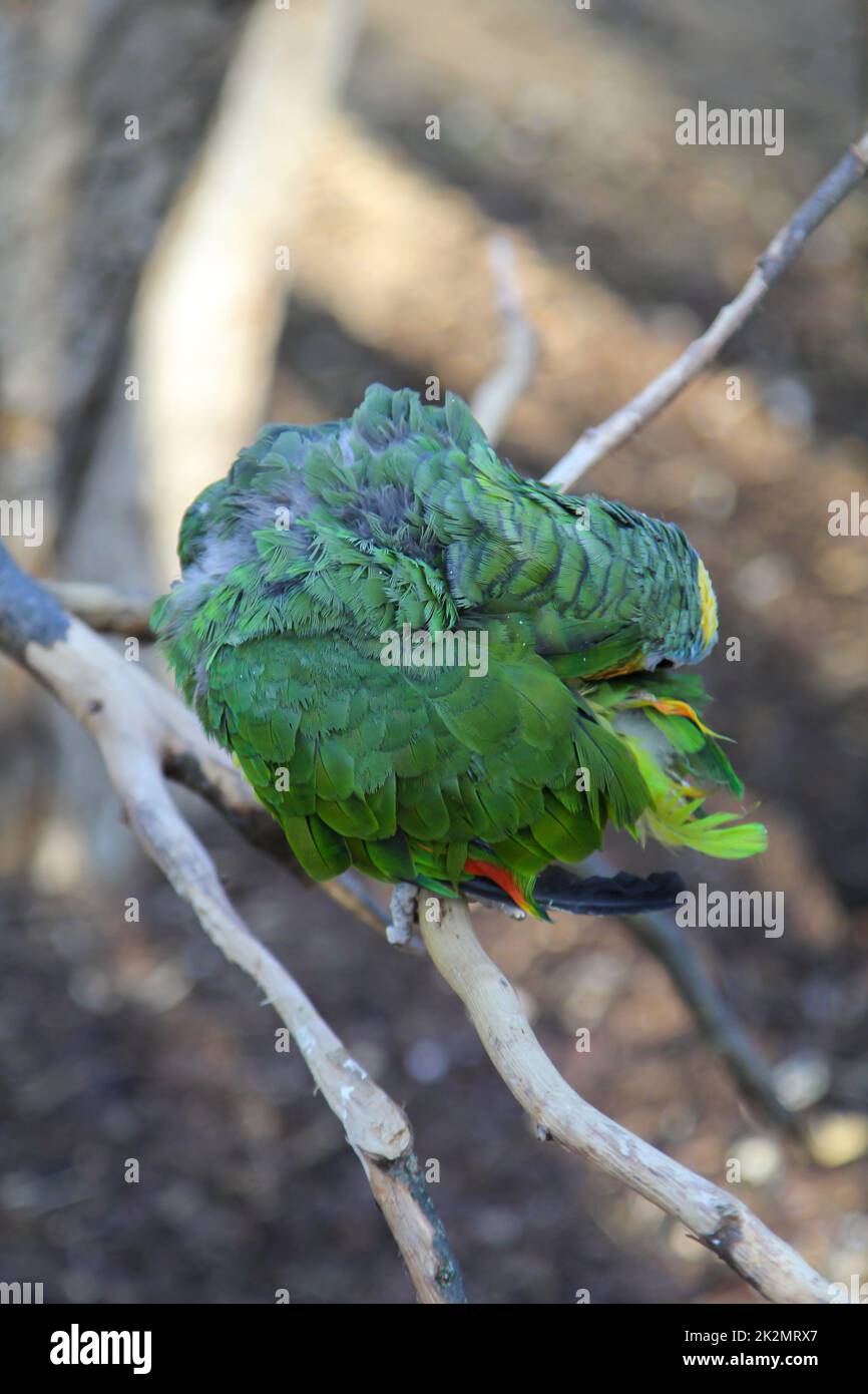 Parrot in an aviary. Parrot birds with beautiful plumage. Stock Photo