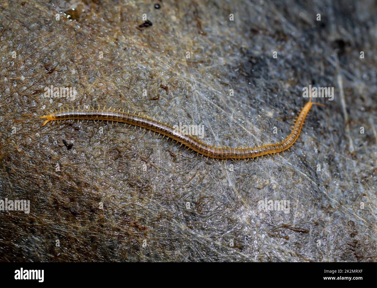 A close-up of a ground centipede, Geophilus carpophagus. Stock Photo