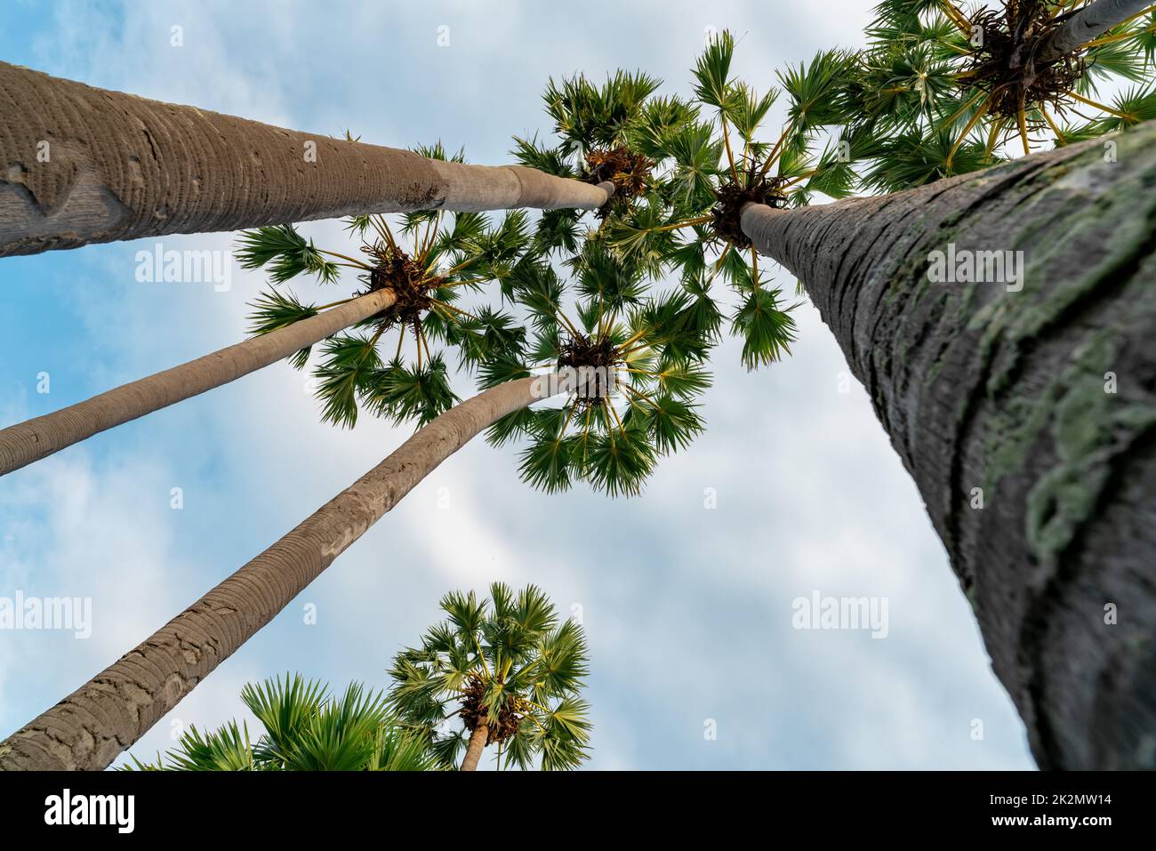 Bottom up view of palm tree with blue sky in summer. Summer vibes. Palm tree with green leaves at tropical beach. Island environment in summer. Summer travel background. Tropical tree at resort. Stock Photo