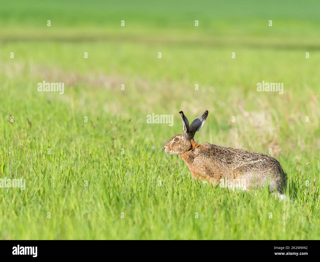 Lepus. Wild European Hare, Lepus Europaeus, Close-Up On Green Background. Wild Brown Hare With Yellow Eyes, Sitting On The Green Grass Under The Sun. Muzzle Of European Brown Hare Among Green Wheat Stock Photo