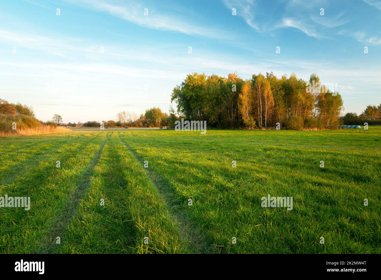 Green meadow trees hi-res stock photography and images - Alamy