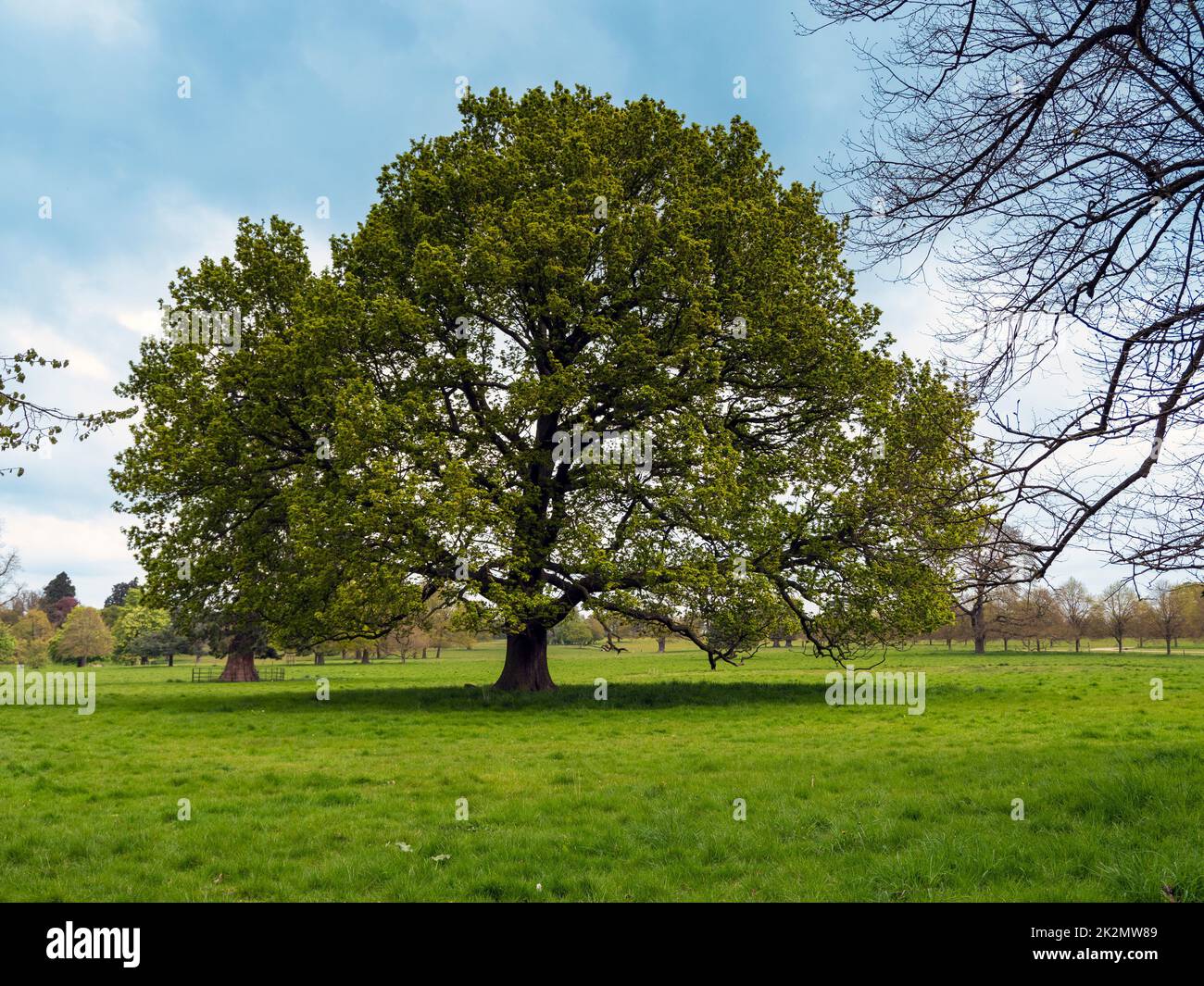Oak tree in a park with fresh spring leaves Stock Photo