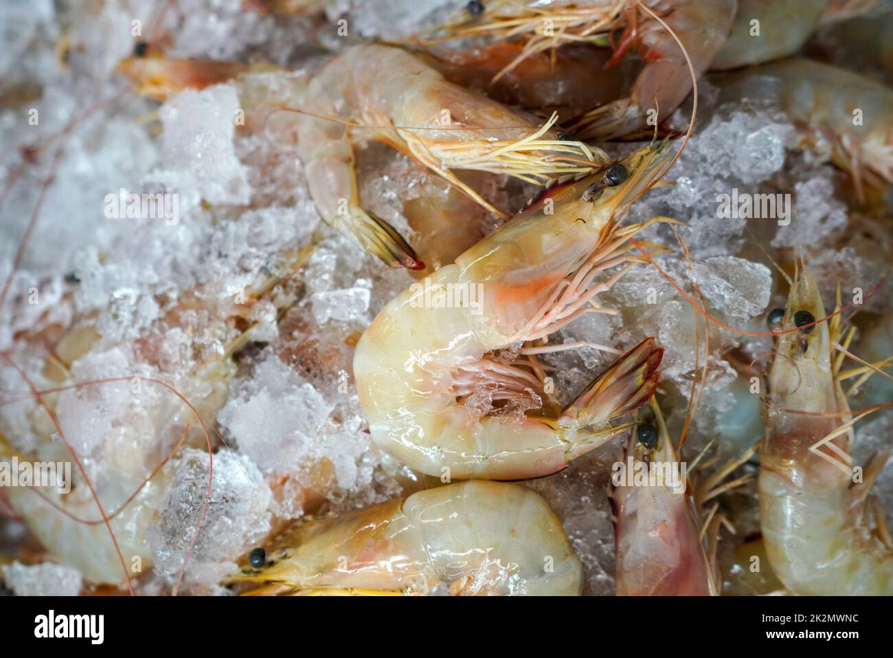 Fresh Banana shrimp (Penaeus Merguiensis) in ice bucket. Food background. Stock Photo