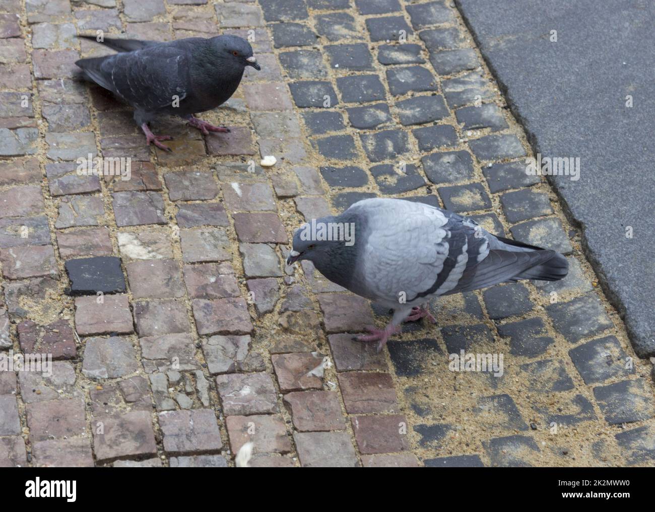 Pigeons on the pavement Stock Photo