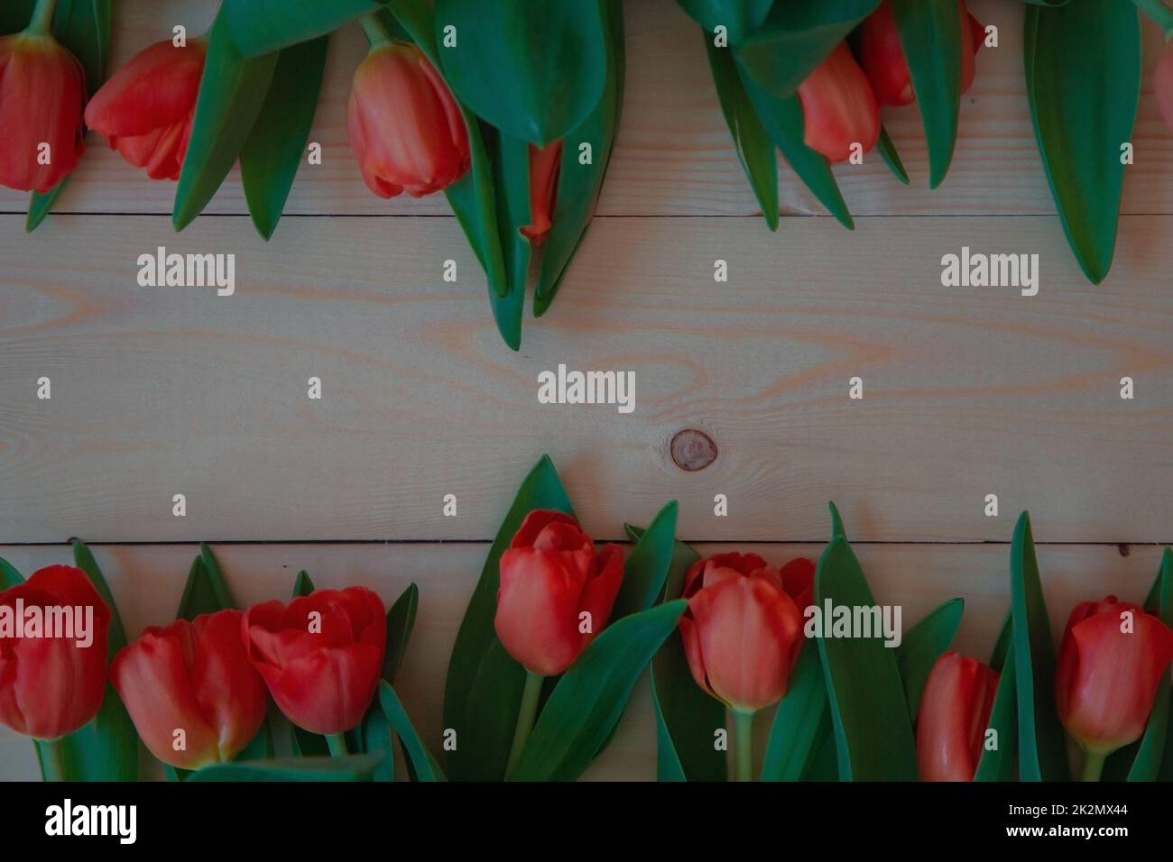 Pink tulips with green leaves lie in a row at the bottom and top on a wooden background with a place for text Stock Photo