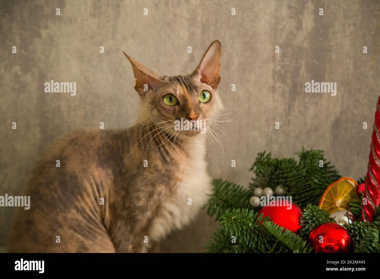 A sphinx cat with a down on its chest of a red - gray color with yellow - green eyes sits against a gray wall and a basket with a Christmas tree and Christmas toys Stock Photo