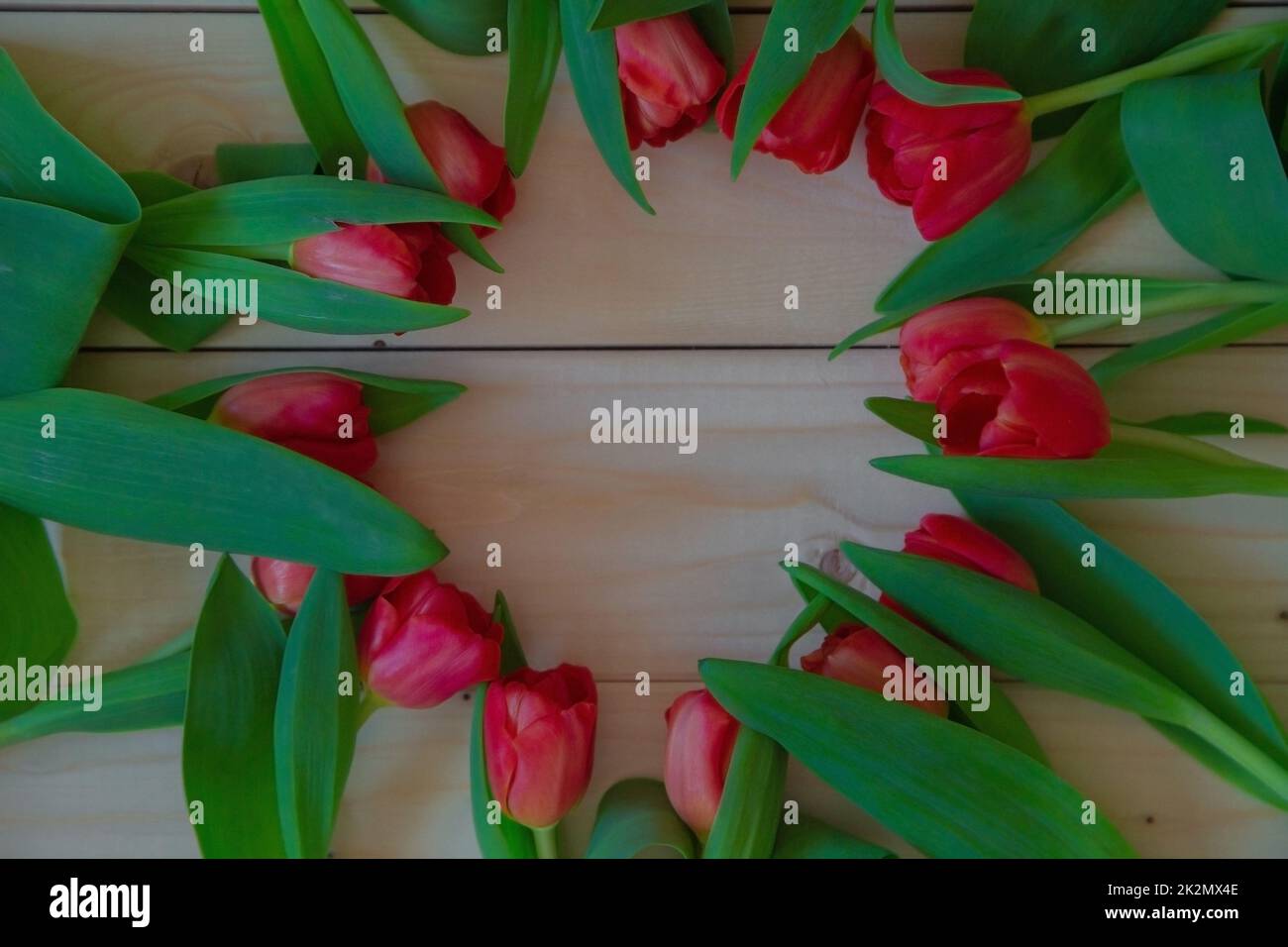 Pink tulips with green leaves lie in a circle with a free place in the center on a wooden background Stock Photo