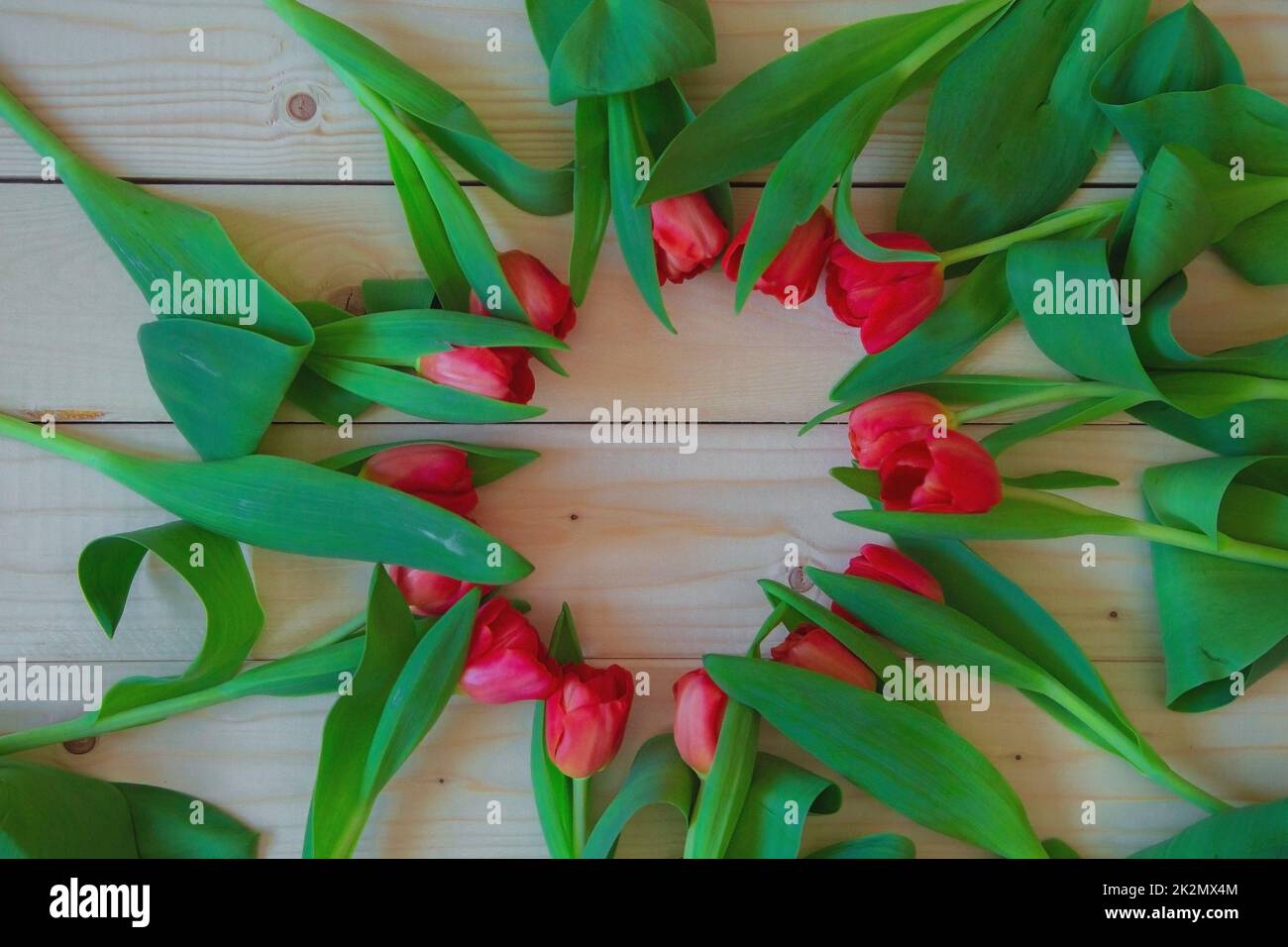 Pink tulips with green leaves lie in a circle with a free place in the center on a wooden background Stock Photo