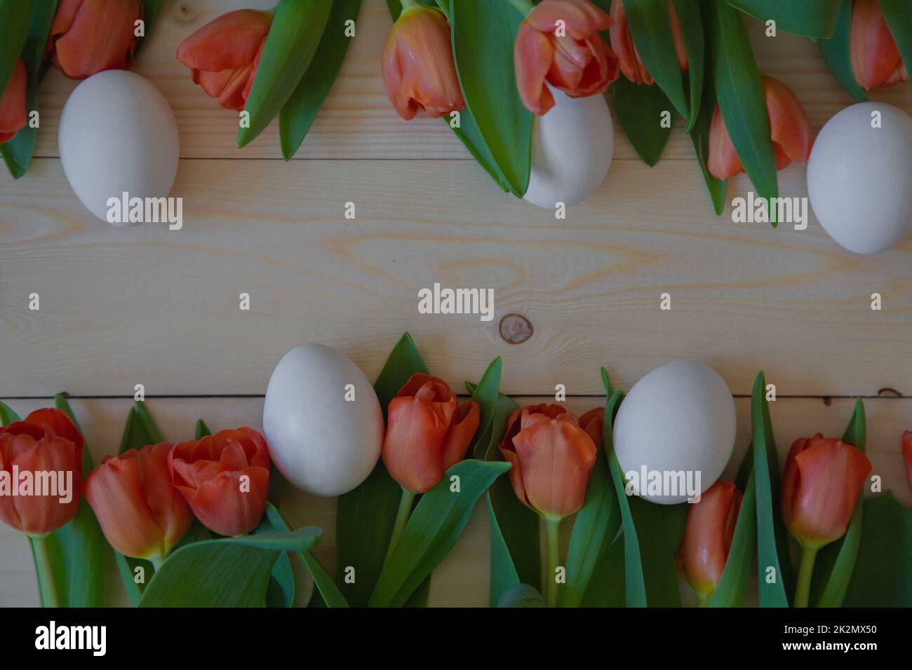 Pink tulips with green leaves lie in a row at the bottom and top on a wooden background with a place for text, white Easter eggs are cut next to them Stock Photo