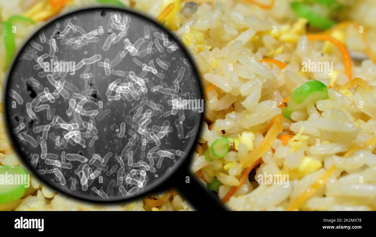 Searching for bacteria in rice Stock Photo Alamy