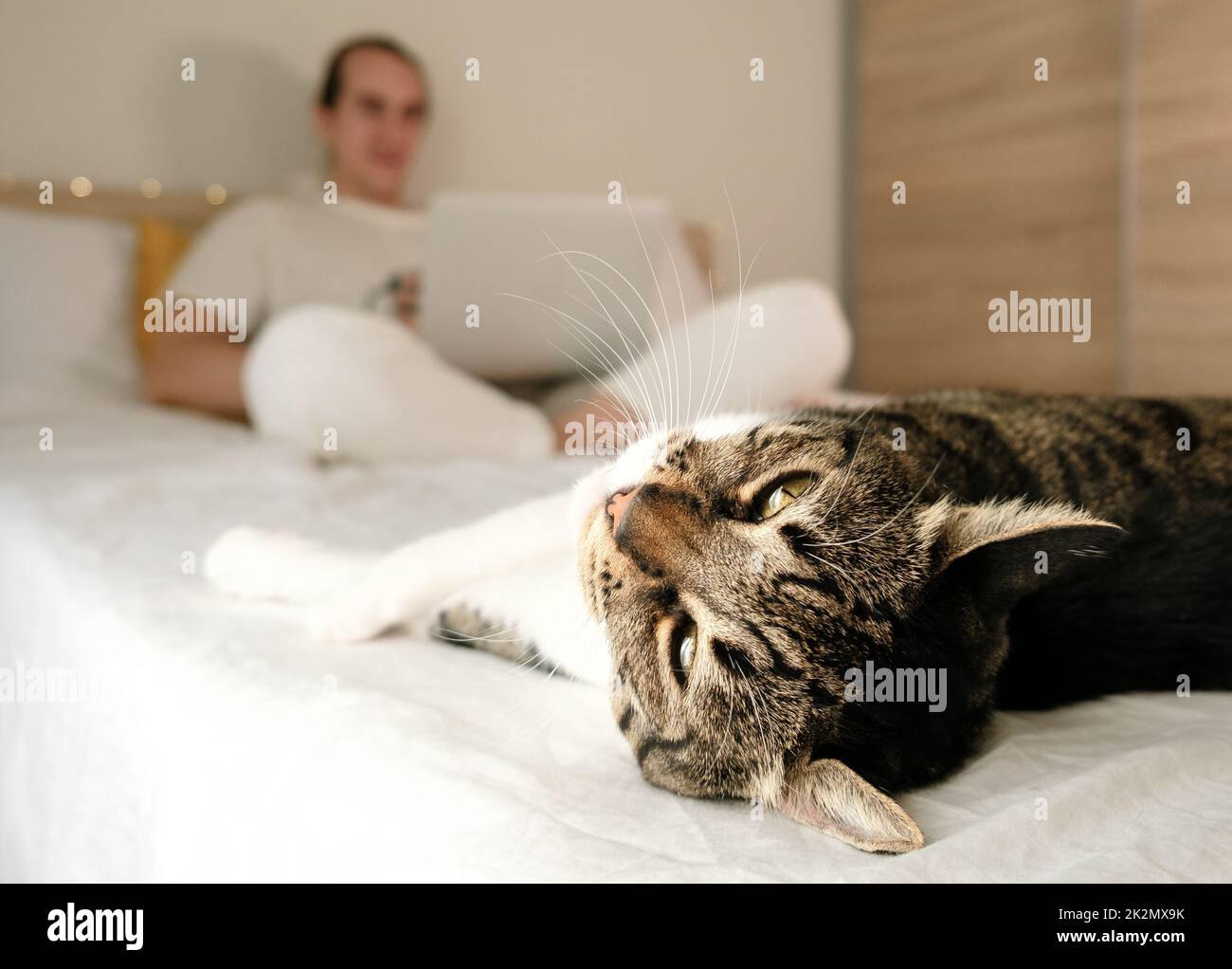 Cat sleeping in bed Stock Photo Alamy