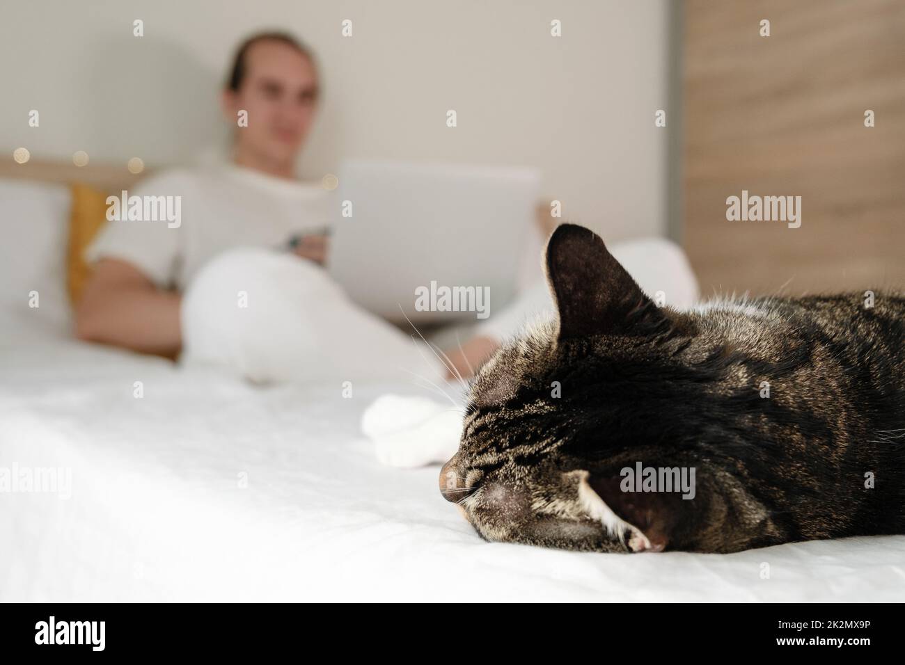 Cat sleeping in bed Stock Photo