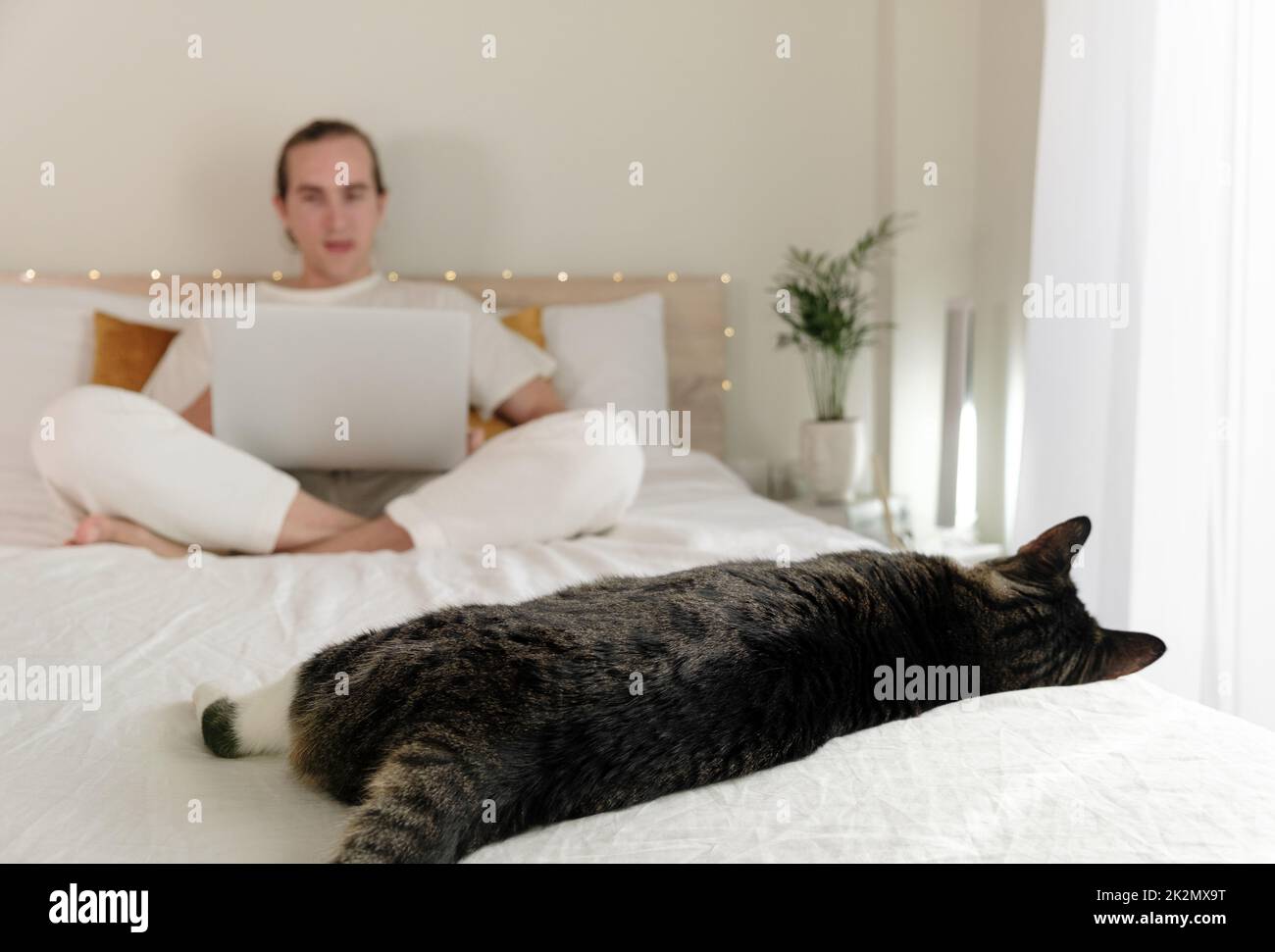 Cat sleeping in bed Stock Photo