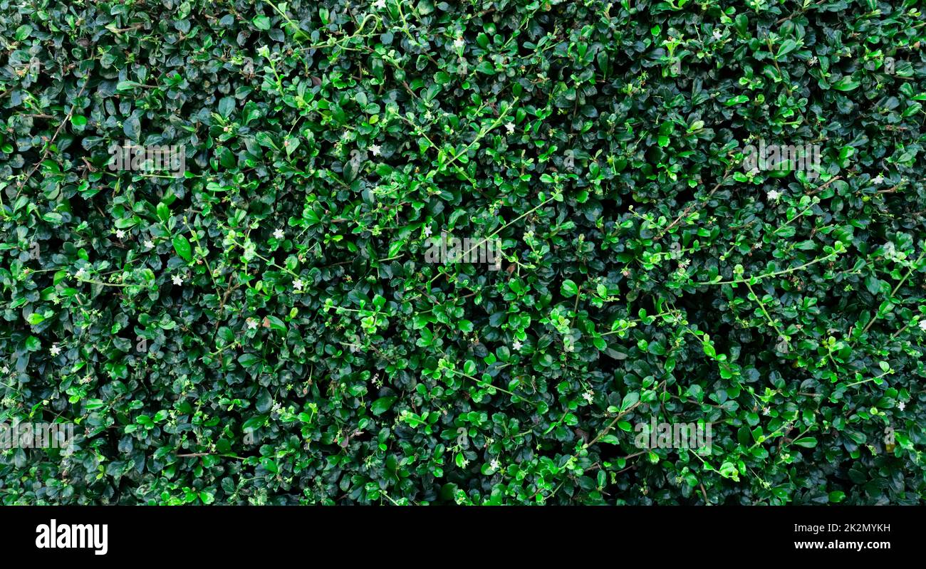 Small green leaves in hedge wall texture background. Closeup green hedge plant in garden. Eco evergreen hedge wall. Natural backdrop. Beauty in nature Stock Photo