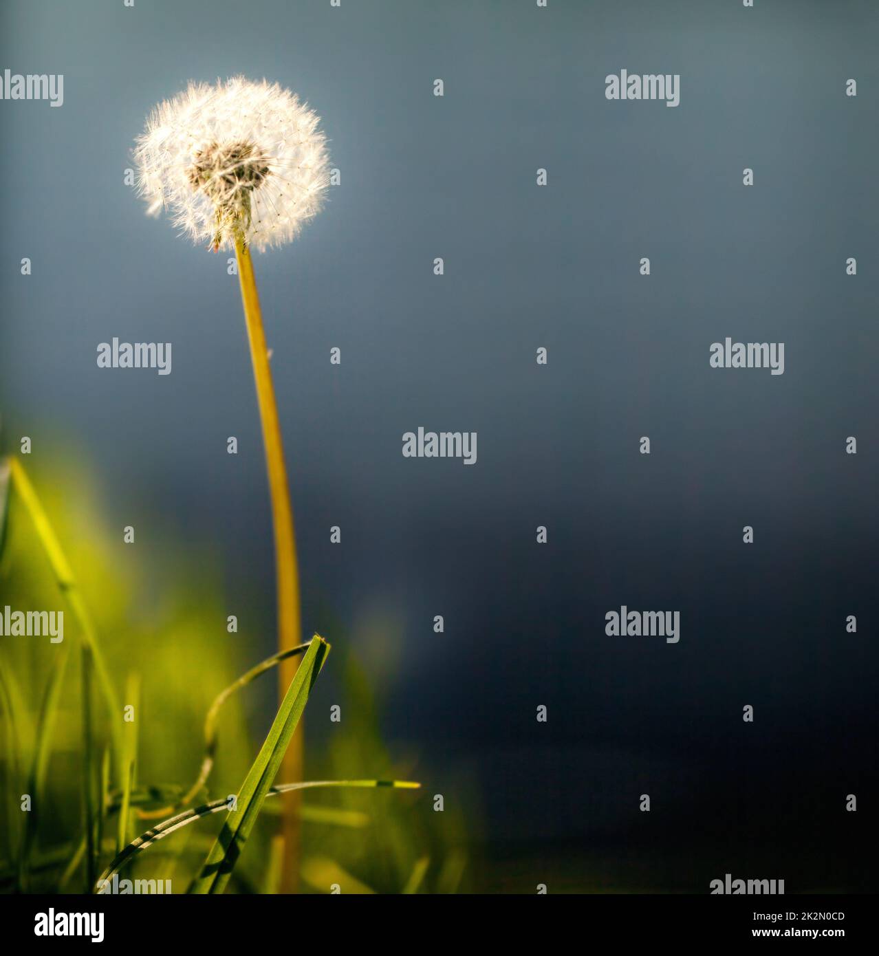 Your future is a wish away. A Dandelion ready to release its parachutes. Stock Photo