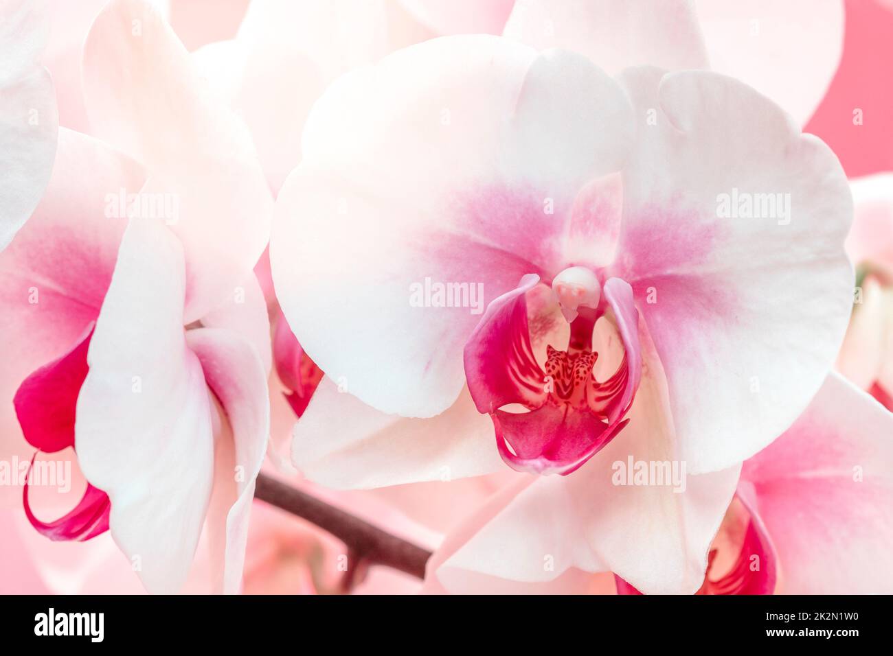 Close-up of beautiful orchid Stock Photo