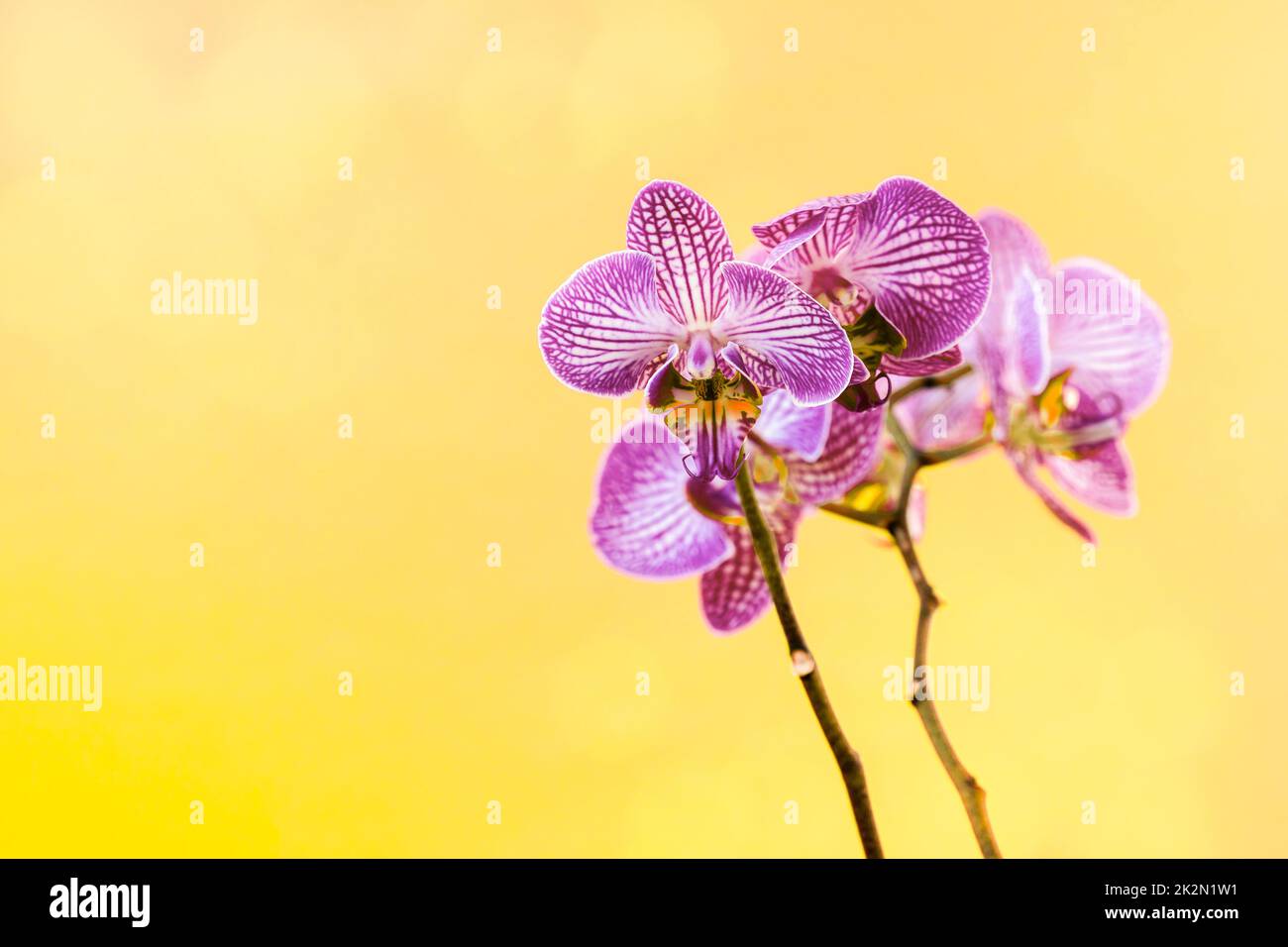 Beautiful gentle branch of violet orchid flower Stock Photo