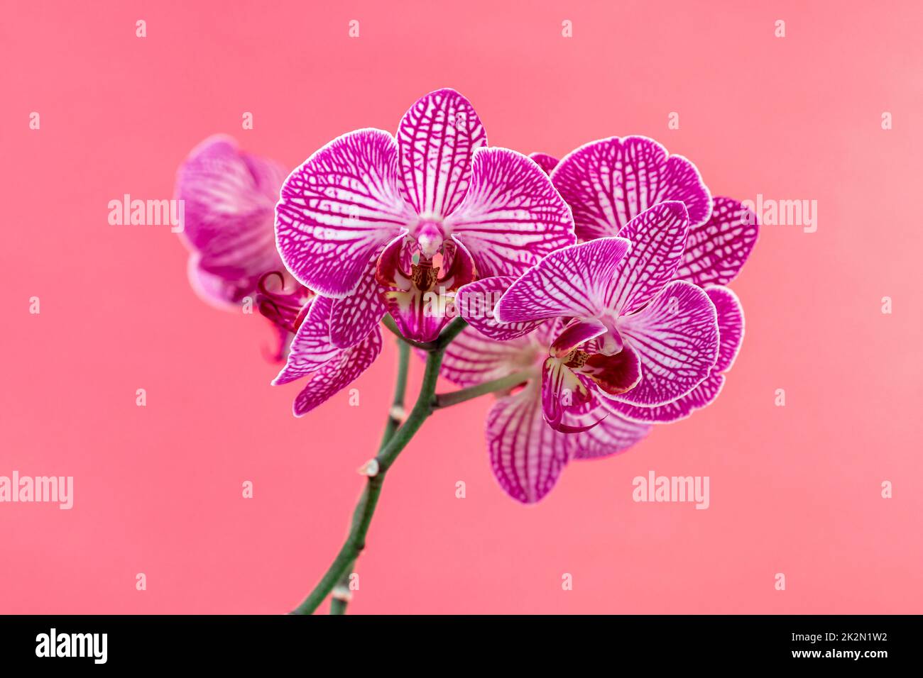 Tropical flower, branch of orchid Stock Photo