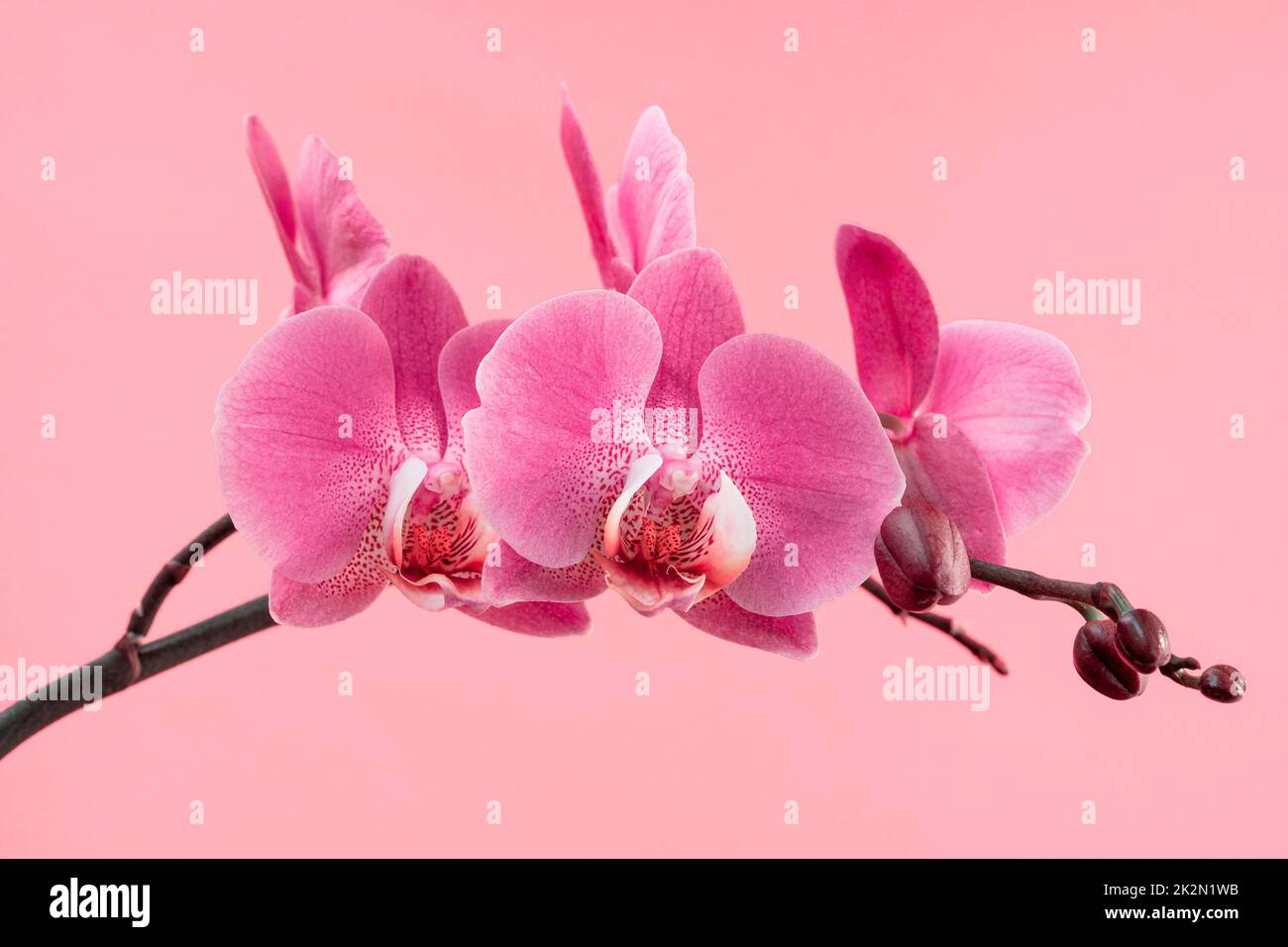 Beautiful gentle branch of pink romantic orchid flower Stock Photo