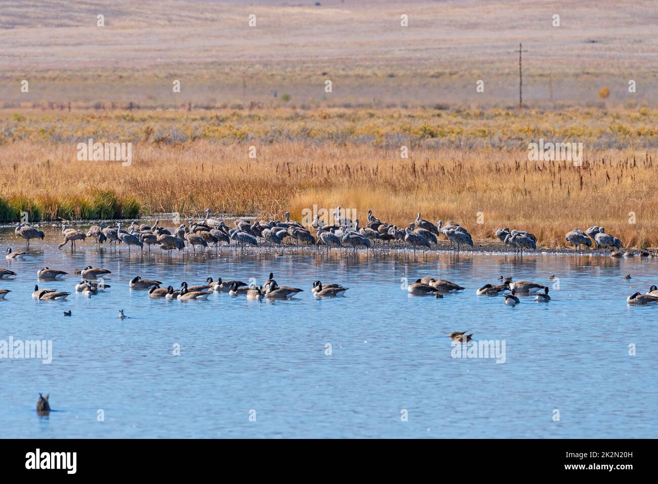Sandhill Cranes at a Wetland Pond Stock Photo