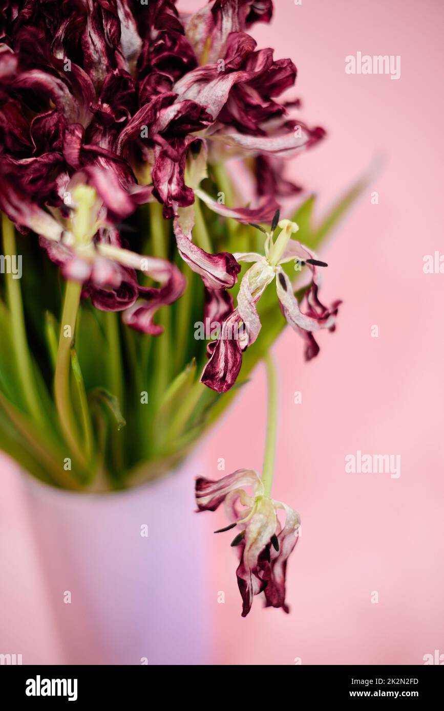 bouquet of dying tulips on pink background Stock Photo Alamy