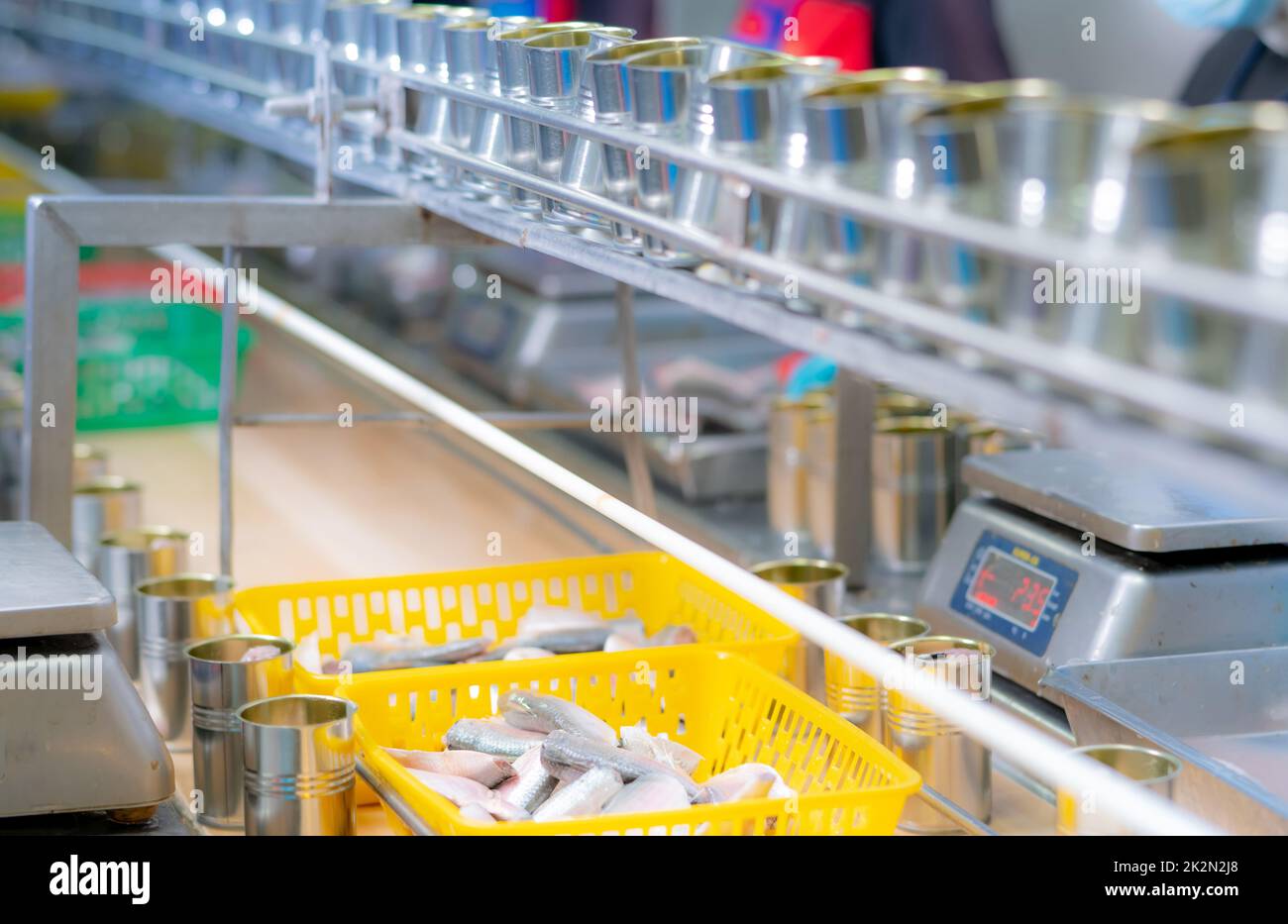Canned fish factory. Food industry. Sardines in yellow plastic basket waiting for worker to fill in tinned cans. Food processing production line. Food manufacturing industry. Many can on conveyor belt Stock Photo