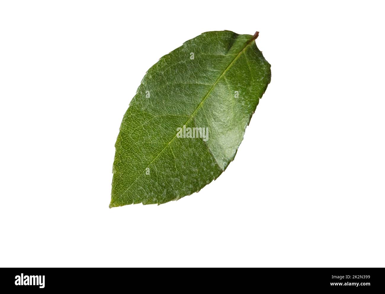 One green rose leaf on a white background, close-up, isolated by clipping Stock Photo