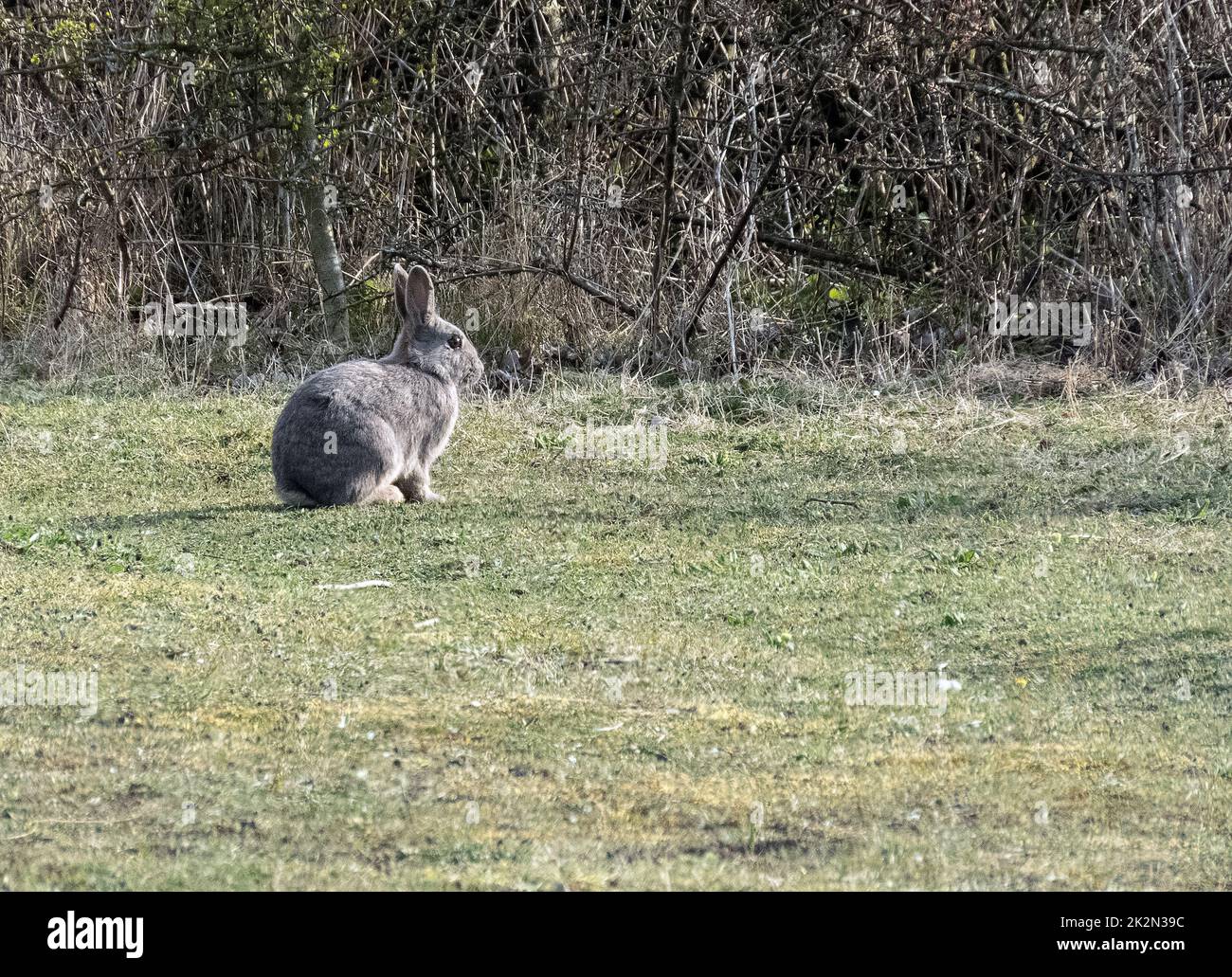 wild rabbit, gotland, sweden Stock Photo