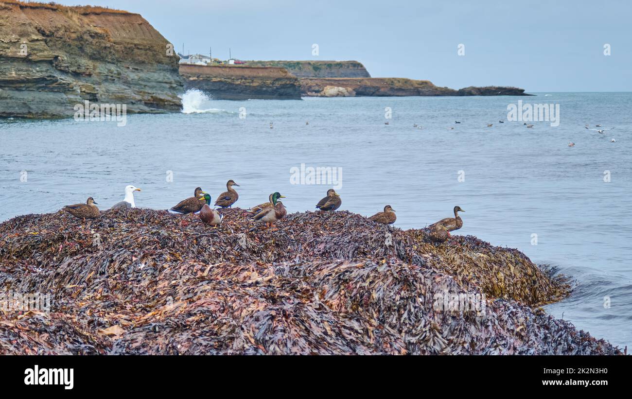 A number of Mallard ducks on a pile of seaweed washed up on shore near Glace Bay Nova Scotia. Stock Photo