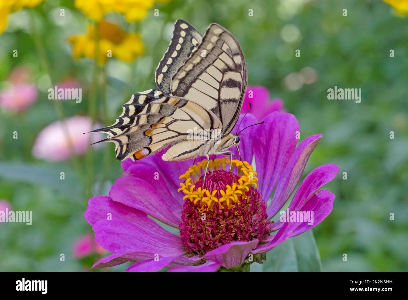 close up of Papilio Machaon butterfly sitting on purple zinnia flower in garden Stock Photo