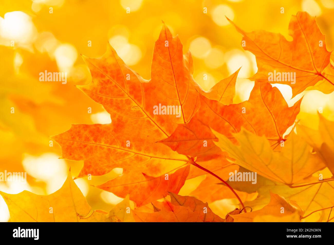 close up of yellow and orange maple tree foliage at fall Stock Photo