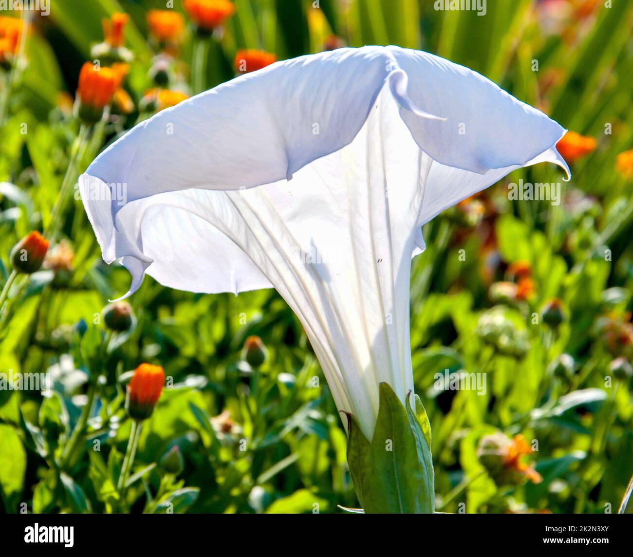 Datura flower (Latin Datura) is white Stock Photo