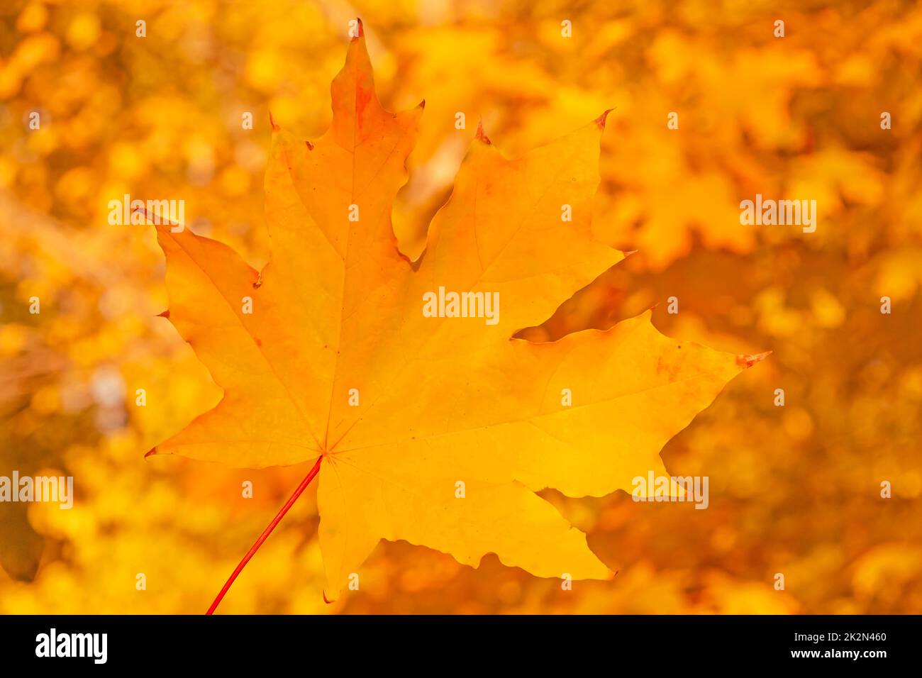 close up of orange maple tree leaf against foliage in park Stock Photo