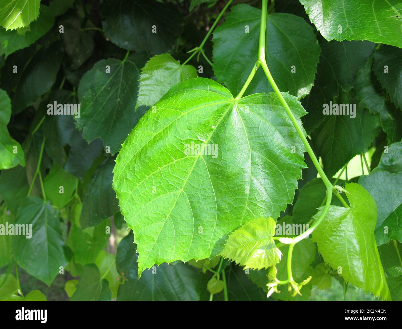 Green leaves of the Crimean lime, Tilia euchlora Stock Photo