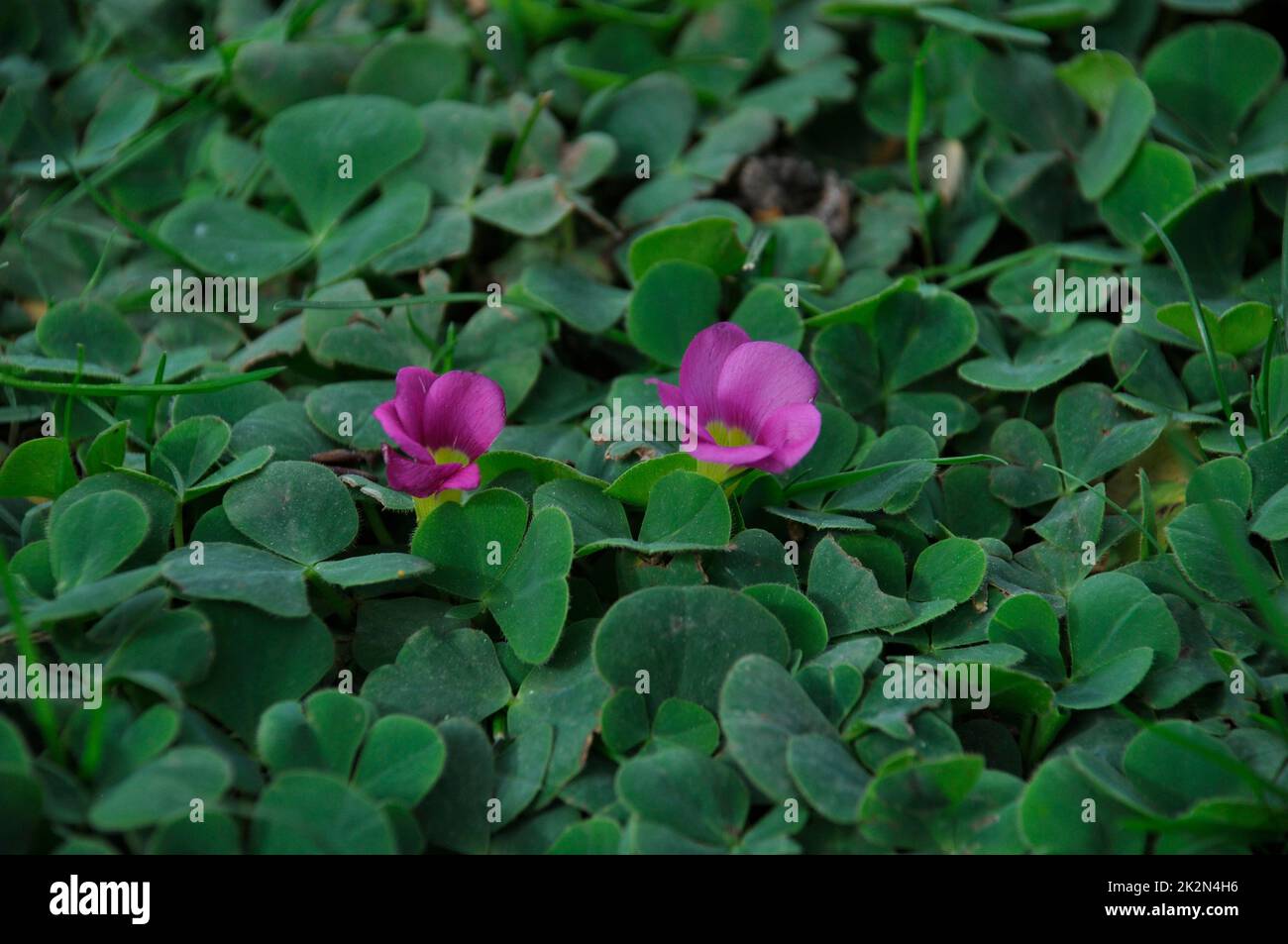 Oxalis purpurea on a lawn in Porto Stock Photo