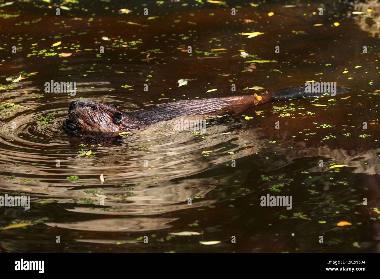 Eurasian beaver (Castor fiber) swimming  in pond, small green and yellow leaves on dark water surface, only his head, back and tail visible. Stock Photo