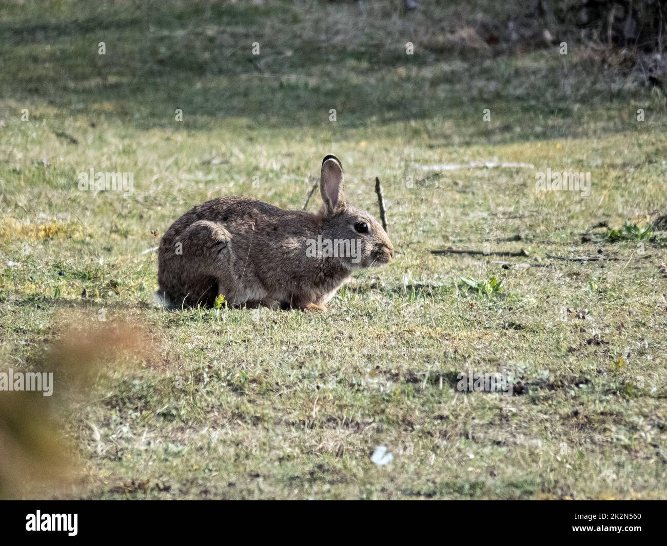 wild rabbit, gotland, sweden Stock Photo