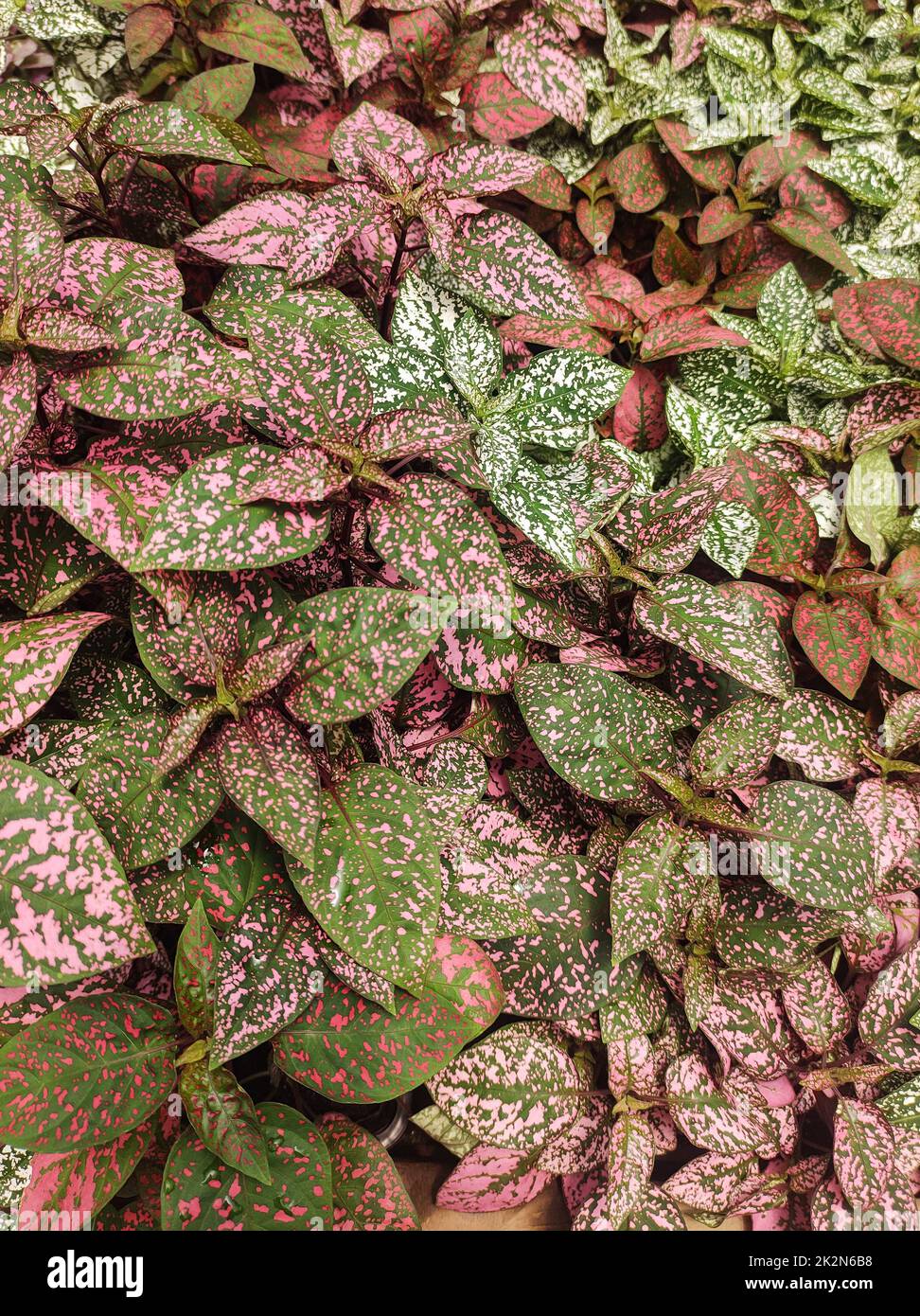 Pink foliage, Hypoestes phyllostachya, garden plant, known as polka dot plant. Stock Photo