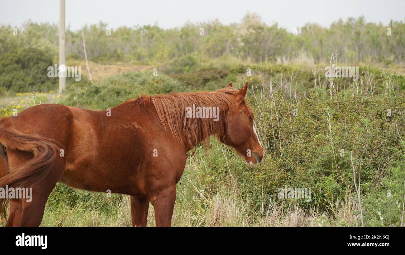 A chestnut color young mare grazing in a green field Stock Photo - Alamy