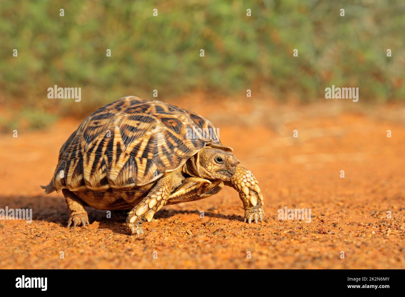 Leopard tortoise in natural habitat Stock Photo