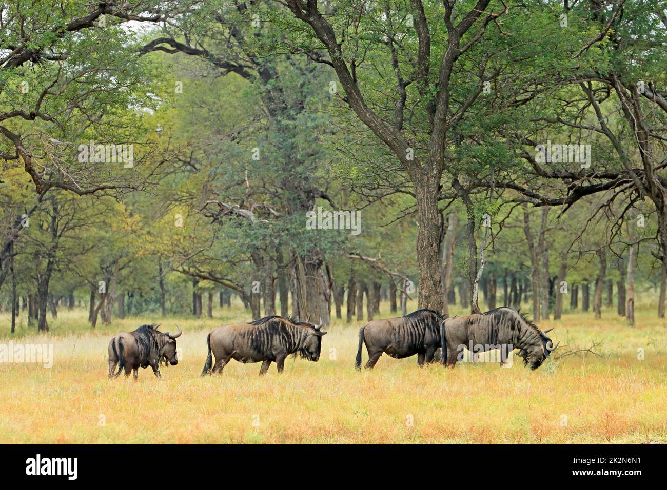 South africa savannah landscape hi-res stock photography and images - Alamy