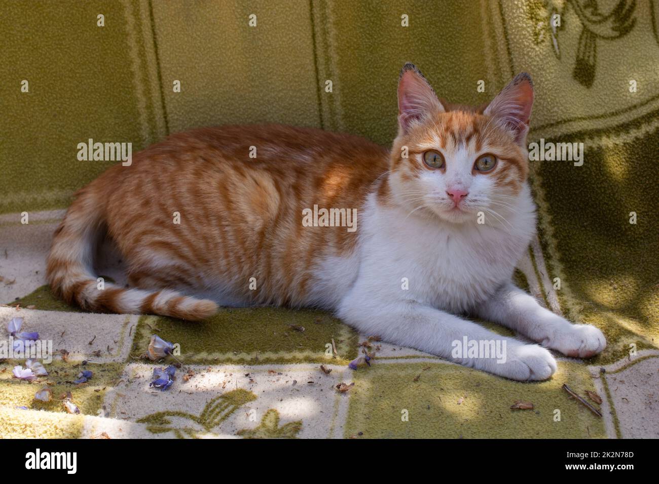 An Cat Lovely cat as domestic animal in view Stock Photo - Alamy